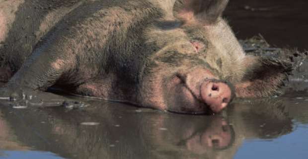  Τα γουρούνια αγαπούν τη λάσπη... λόγω εξέλιξης