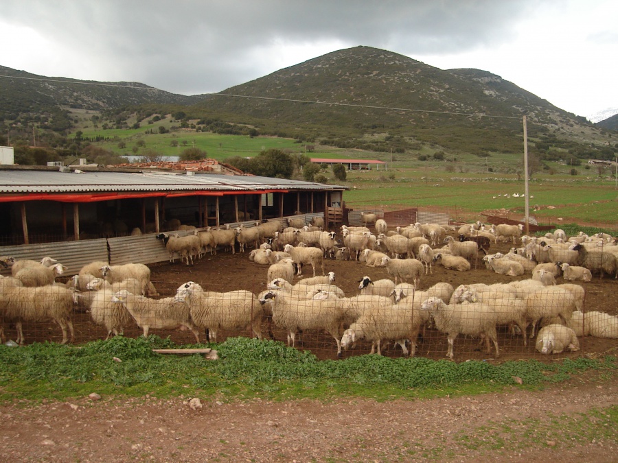 Περιφέρειες: Δημιουργία κτηνοτροφικών πάρκων
