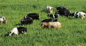 Μειωμένα σε πληθυσμό αιγοπρόβατα,χοίροι, βοοειδή 