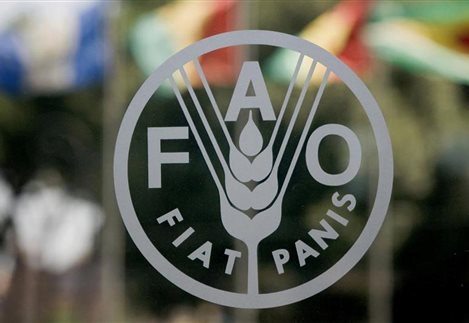 Συναγερμός FAO για μετάδοση πανώλης χοίρων στην Ασία