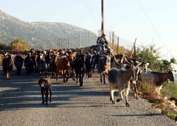 Ενισχύσεις για πτηνοτρόφους, χοιροτρόφους και αγελαδοτρόφους