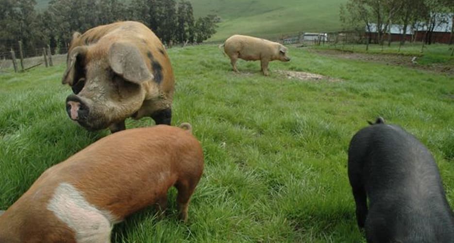 Το Πράσινο Χοιρινό Κρέας - Green Pork θα παρουσιαστεί στην 82η ΔΕΘ