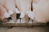 Βελτίωση στη διαχείριση των γραμμών νερού στα χοιροτροφεία