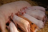 5 βασικά δεδομένα για τα ιχνοστοιχεία στους χοίρους