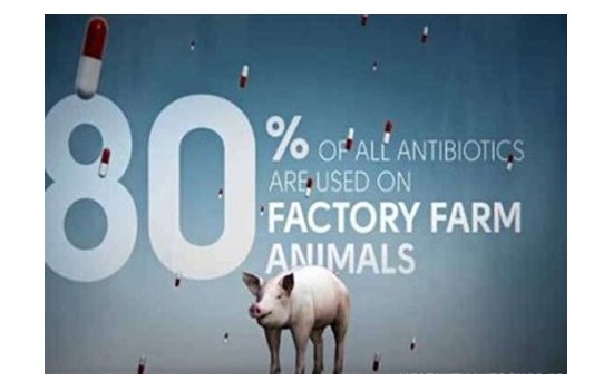 Ανάγκη μείωσης των αντιβιοτικών στα ζώα