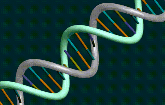 Το DNA στην υγεία των χοίρων