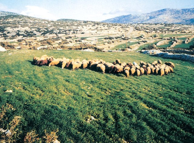 Δράμα: Ημερίδα για την ενίσχυση της κτηνοτροφίας
