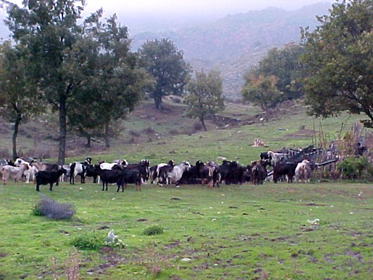 Υπέρ του ΣΕΚ για συγχώνευση ΕΛΟΓΑΚ και ο ΣΕΒΓΑΠ