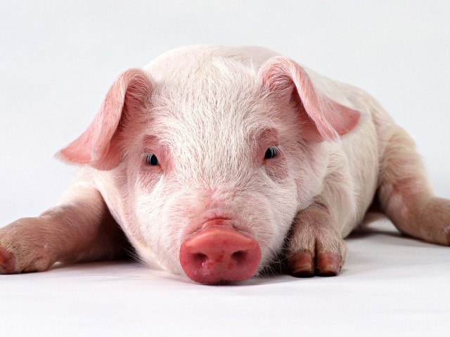 Η γενετική πρόοδος της TOPIGS