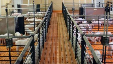 Αντιμετώπιση ασθενειών χωρίς αντιβιοτικά