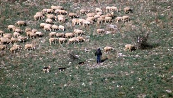Ενημερωτική ημερίδα για κτηνοτρόφους